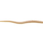 Vierme Berkley G2SQIF4-NAT 4ISOME FUTOMI-JARIME