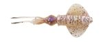 Naluca Savage Gear SWIM SQUID LRF 5CM 0.8G CUTTLEFISH 5PCS - imagine 2