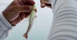 Soft Bait Berkley GSSHR2-NAT SW GULPSHRMP 2IN NAT SHRMP RN - imagine 3