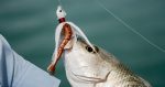 Soft Bait Berkley GSSHR2-NAT SW GULPSHRMP 2IN NAT SHRMP RN - imagine 4