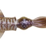 Naluca Savage Gear 3D SWIM SQUID 25CM 86G S CUTTLEFISH