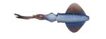 Naluca Savage Gear SWIM SQUID LRF 5CM 0.8G BROWN UV 5PCS