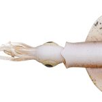 Naluca Savage Gear SWIM SQUID LRF 5CM 0.8G CUTTLEFISH 5PCS