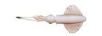 Naluca Savage Gear SWIM SQUID LRF 5CM 0.8G CUTTLEFISH 5PCS