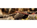 FishUp ARW Worm 5.5cm #017 Motor Oil Pepper - imagine 2