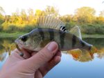 FishUp ARW Worm 5.5cm #055 Chartreuse Black - Image 3
