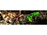 FishUp Baffi Fly 3.8cm #111 Hot Chartreuse - Image 2