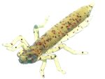 FishUp Dragonfly 2cm #019 Motor Oil Red