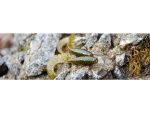FishUp Fancy Grub 2.5cm #042 Watermelon Seed - Image 2