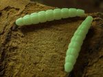 FishUp Trout Series Morio Cheese 3.1cm #132 White Bubble Gum - imagine 2