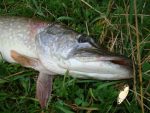 Lingurita oscilanta Smith Pure Shell 6.5g 03 S - imagine 2