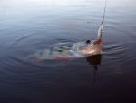 Lingurita rotativa Pontoon21 Trait 00 2.8g BT01-071 - Image 3