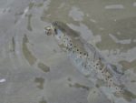 Lingurita rotativa Smith AR-S Spinner Trout 4.5g 18 - imagine 4