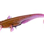 Shad FishUp Catfish 5cm #016 Lox Green and Black