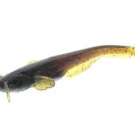 Shad FishUp Catfish 5cm #019 Motor Oil Red Flake