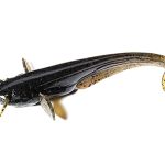 Shad FishUp Catfish 5cm #043 Watermelon Brown Black