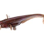 Shad FishUp Catfish 5cm #050 Green Pumpkin Brown Red and Purple