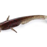 Creatura FishUp Catfish 7.5cm, culoare Green Pumpkin Red & Black