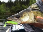 Shad Keitech Easy Shiner Scuppernong Red 435 7.5cm - imagine 3