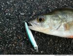 Vobler Smith Shirasu Minnow Lipless 48mm 1 8g 01 F - imagine 5