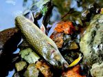 Vobler Smith AR-FS Minnow 45mm 3.7g 02 S - Image 4
