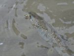 Smith AR-S Spinner Trout 2.1g 07 MEGR - imagine 4