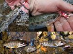 Smith AR-S Spinner Trout 2.1g 08 - imagine 4