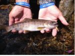 Smith AR-S Spinner Trout 2.1g 08 - imagine 5