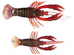 Vobler River2Sea Clackin Crayfish 9cm 18g Brown Orange 05 S - imagine 2