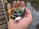 Vobler River2Sea Whopper Plopper 60 6cm 7g Delta Craw 15 F - imagine 3