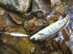 Vobler Smith AR-HD Minnow 48mm 4.8g 06 - Image 3