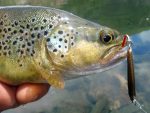Vobler Smith Troutin Surger SH 40mm 3g 16 S - imagine 4