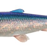 Soft Bait Savage Gear 3D HERRING SHAD 15CM 23g HERRING 2PCS