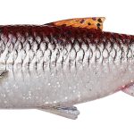 Shad Savage Gear 3D River Roach 8cm/5g, culoare Smelt, 4buc/plic