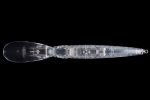 OSP ASURA89 EX DR SF 89mm 11.8gr H23 Ginrin - imagine 4