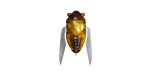 Vobler MEGABASS HARUZEMI 23.8mm 1.7gr HARU ZEMI